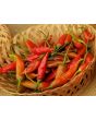Hot Pepper ‘Aji Colorado’ 
