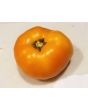Tomato 'Orange'