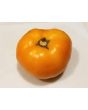 Tomato 'Orange'