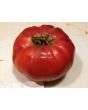 Tomato 'Monk'