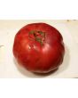 Tomato 'Monk'