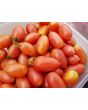 Tomato 'Maglia Rosa' 