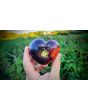 Tomato 'Indigo Apple'