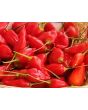 Hot Pepper ‘Inca Red Drop’ 