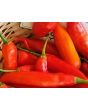 Hot Pepper ‘Aji Colorado’ 