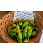 Hot Pepper ‘Green Trinidad Scorpion’ 
