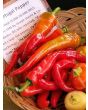 Hot Pepper ‘Hot Portugal’ 