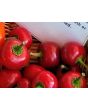 Hot Pepper ‘Satan's Kiss’ AKA 'Piccante Calabrese'