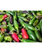 Hot Pepper ‘Traveler Jalapeno' 