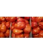 Tomato 'Scatalone 2'