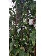 Pole Yard Long Bean 'Chinese Red Noodle' 