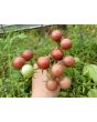 Tomato 'Chocolate Cherry' Plant