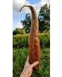 Gourd 'Sponge Luffa'