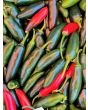 Hot Pepper ‘Serrano’ Seeds (Certified Organic) 