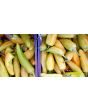 Hot Banana Pepper 'Hungarian Yellow Wax'