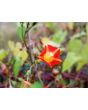 Morning Glory Scarlet Creeper 'Sunspots' 