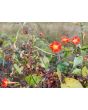 Morning Glory Scarlet Creeper 'Sunspots' 
