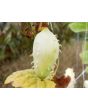 Achocha Fat Baby Cucumber