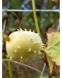 Achocha Fat Baby Cucumber