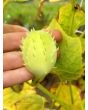 Achocha Fat Baby Cucumber