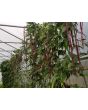 Pole Yard Long Bean 'Chinese Red Noodle' 