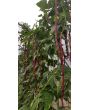 Pole Yard Long Bean 'Chinese Red Noodle' 