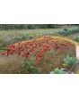 Multi-Color Broom Corn