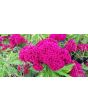 Amish Cockscomb 
