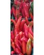 Sweet Pepper 'Corno di Toro Rosso’ 