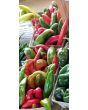 Hot Pepper 'Anaheim' 