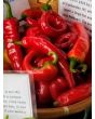 Hot Pepper ‘Hot Portugal’ 