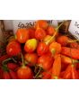Hot Pepper ‘Inca Berry’ 