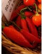 Hot Pepper ‘Aji Colorado’ 