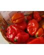 Hot Pepper ‘Red Glove Habanero’