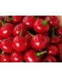 Hot Pepper ‘Satan's Kiss’ AKA 'Piccante Calabrese'