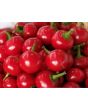 Hot Pepper ‘Satan's Kiss’ AKA 'Piccante Calabrese'