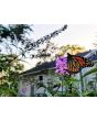 Purple Butterfly Bush AKA Summer Lilac 