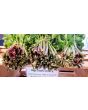 Celery 'Red Stalk' 