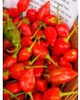 Hot Pepper ‘Inca Red Drop’ 