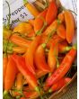 Hot Pepper ‘Birgit's Locoto’