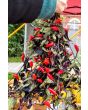 Hot Ornamental Pepper ‘Fluorescent Purple’ 