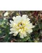 Marigold 'Snowdrift' 