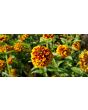 Zinnia 'Aztec Sunset Mix' Seeds (Certified Organic)