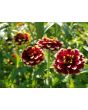 Zinnia 'Aztec Sunset Mix' Seeds (Certified Organic)