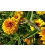 Zinnia 'Aztec Sunset Mix' Seeds (Certified Organic)