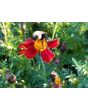Marigold 'Scarlet Starlet'