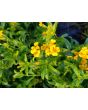 Mexican Tarragon