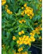 Mexican Tarragon