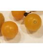 Tomato 'Yellow Plot Mystery Cherry'