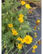 Brittlebush